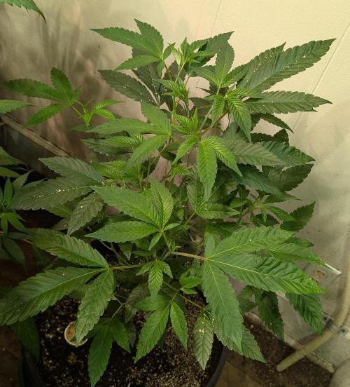 Pure Michigan. Week 15