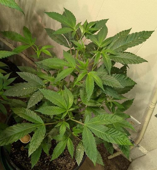 Pure Michigan. Week 15