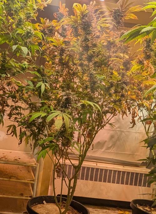 Gold Bar Kush. Week 21