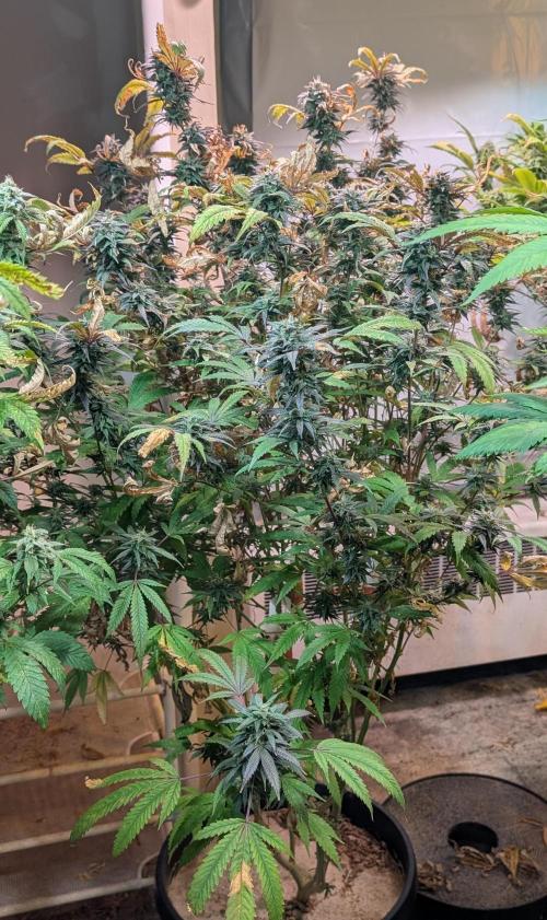 Gold Bar Kush. Week 21