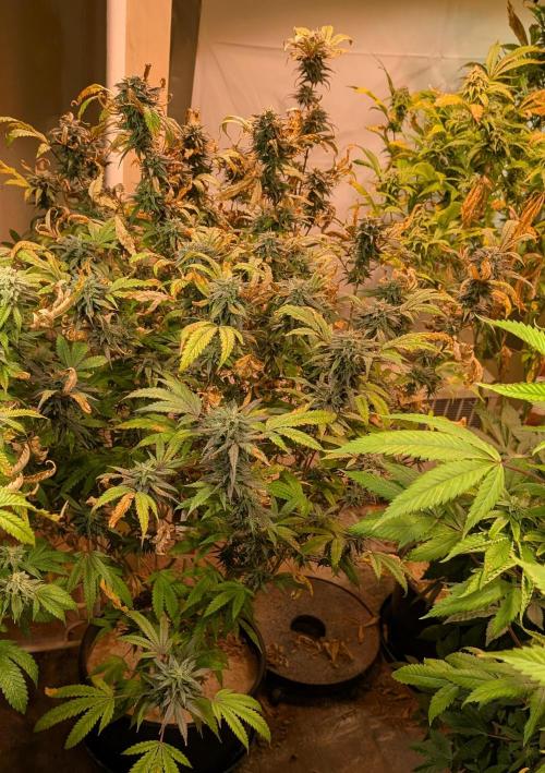 Gold Bar Kush. Week 21