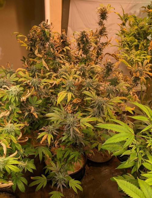 Gold Bar Kush. Week 21