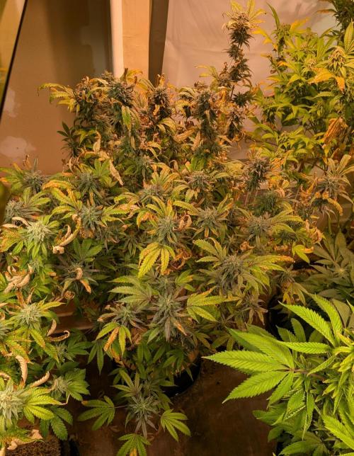 Gold Bar Kush. Week 21