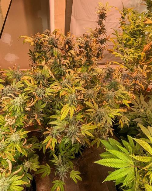 Gold Bar Kush. Week 21