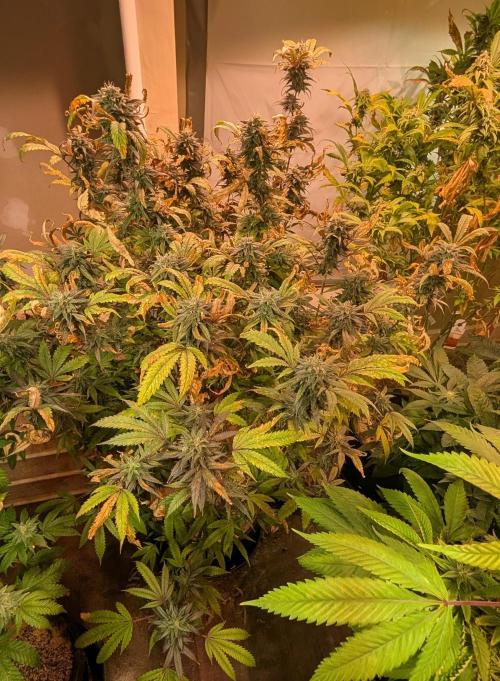 Gold Bar Kush. Week 21