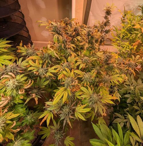 Gold Bar Kush. Week 21