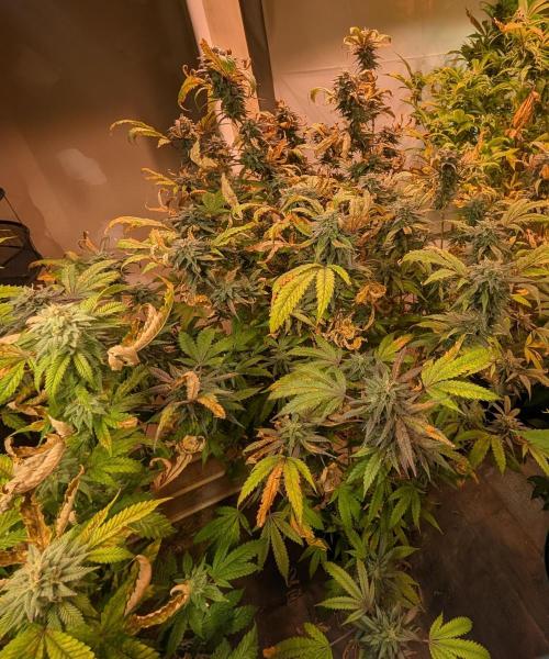 Gold Bar Kush. Week 21