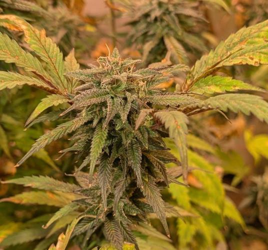 Gold Bar Kush. Week 21