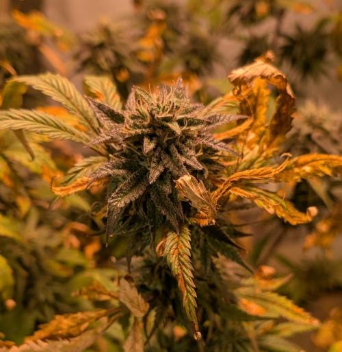 Gold Bar Kush. Week 21