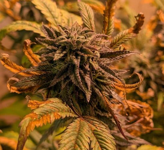 Gold Bar Kush. Week 21