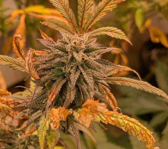 Gold Bar Kush. Week 21