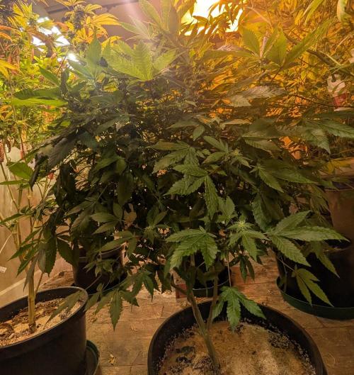 Apple Fritter. Week 21