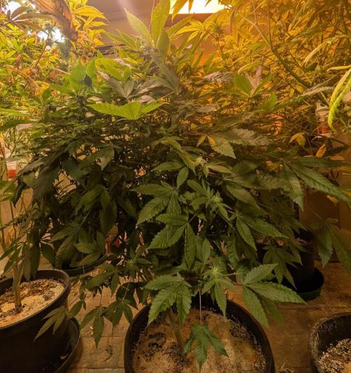 Apple Fritter. Week 21