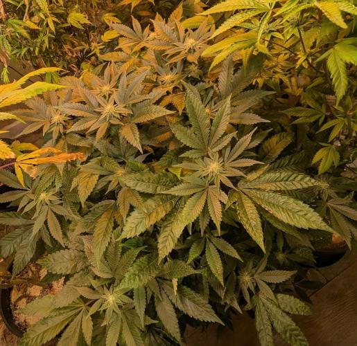 Apple Fritter. Week 21