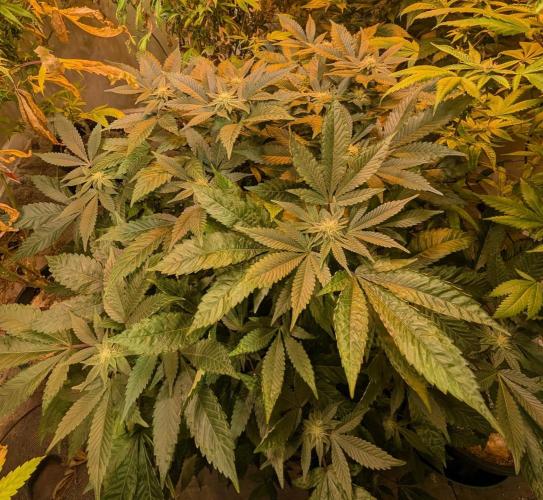 Apple Fritter. Week 21