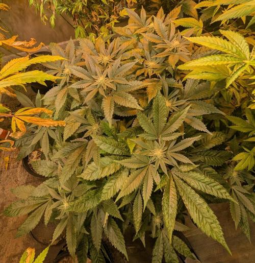 Apple Fritter. Week 21