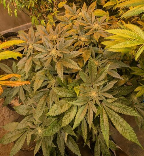 Apple Fritter. Week 21