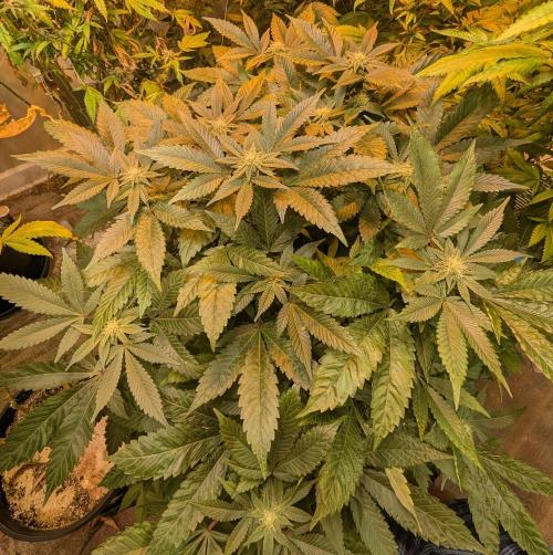 Apple Fritter. Week 21