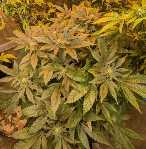 Apple Fritter. Week 21