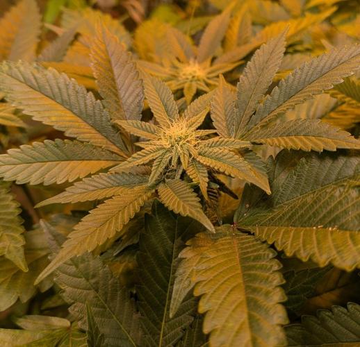 Apple Fritter. Week 21