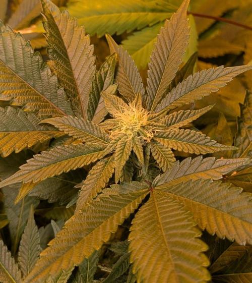 Apple Fritter. Week 21