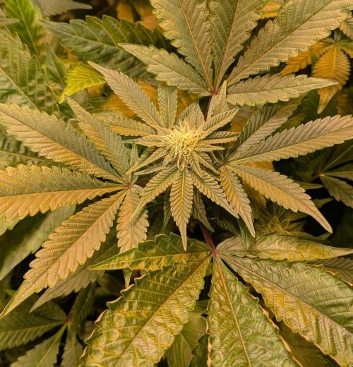 Apple Fritter. Week 21