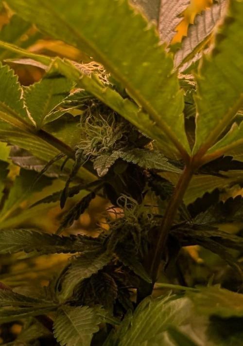 Apple Fritter. Week 21