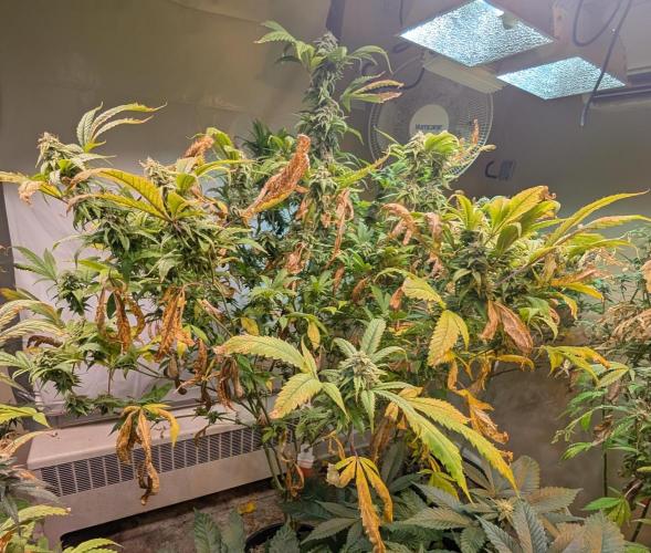 Cement Shoes. Week 21