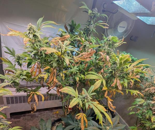 Cement Shoes. Week 21