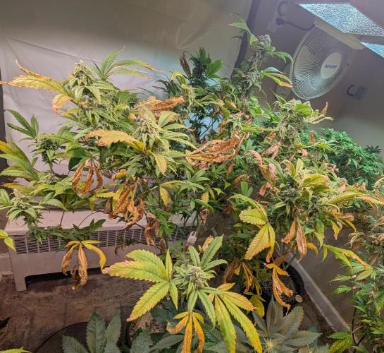 Cement Shoes. Week 21