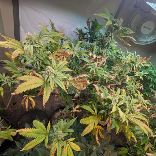 Cement Shoes. Week 21