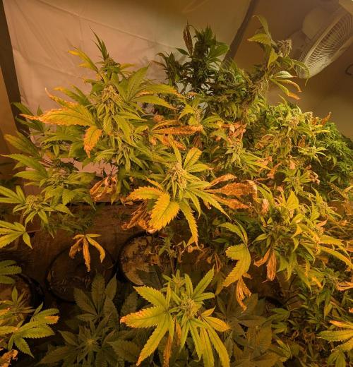 Cement Shoes. Week 21