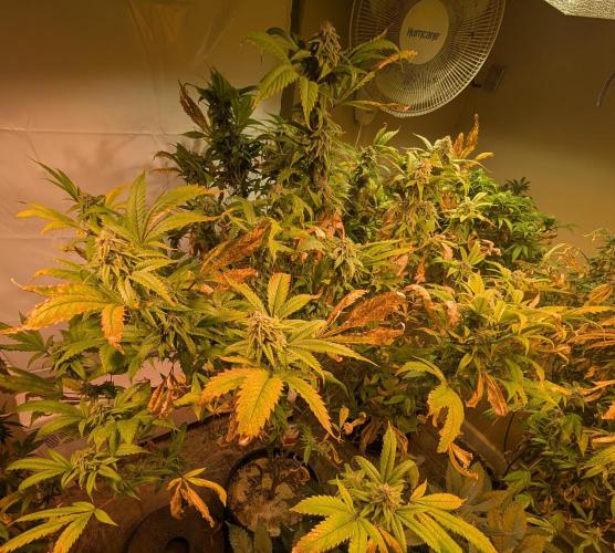 Cement Shoes. Week 21