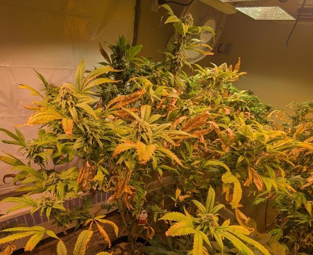 Cement Shoes. Week 21