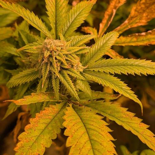 Cement Shoes. Week 21