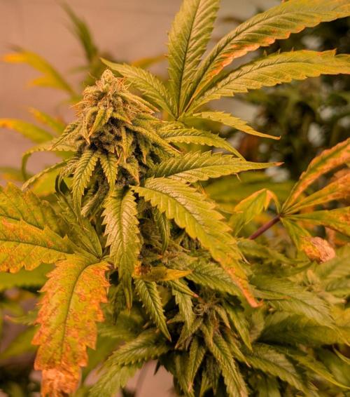 Cement Shoes. Week 21