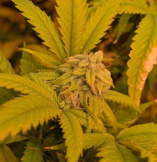 Cement Shoes. Week 21