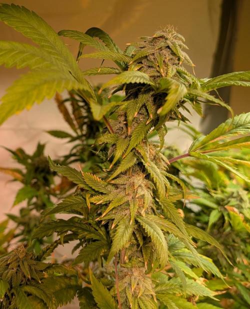 Cement Shoes. Week 21