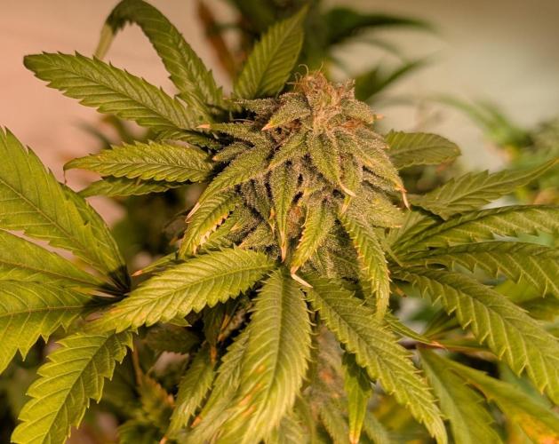 Cement Shoes. Week 21