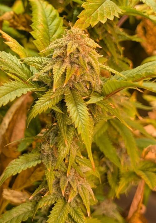 Cement Shoes. Week 21