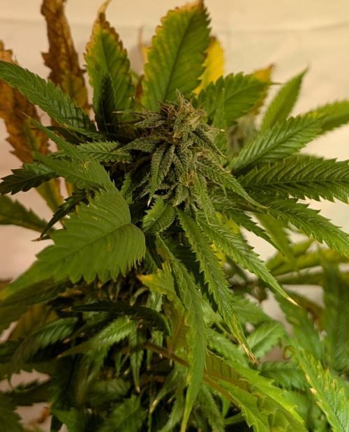 Cement Shoes. Week 21