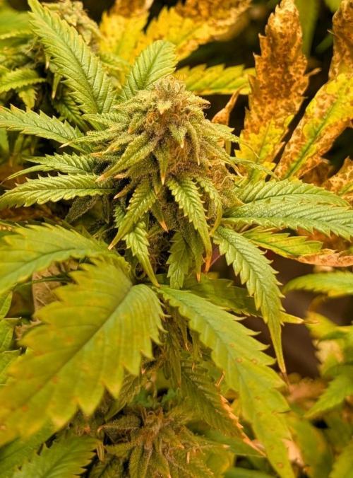 Cement Shoes. Week 21