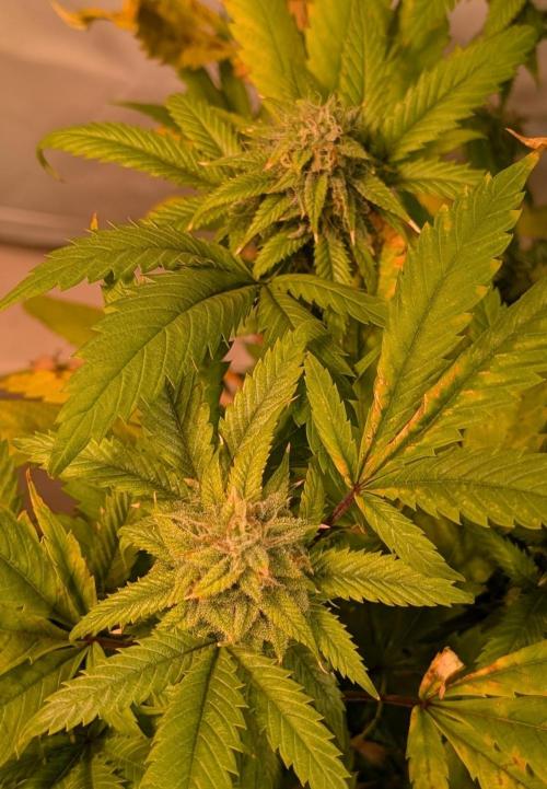 Cement Shoes. Week 21