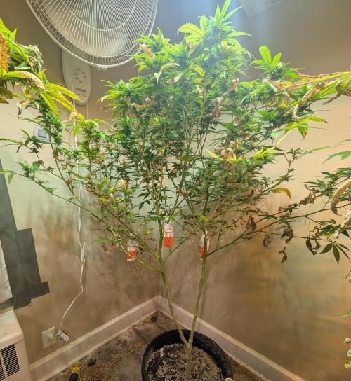 Sugar Black Rose. Week 15