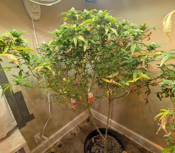 Sugar Black Rose. Week 15