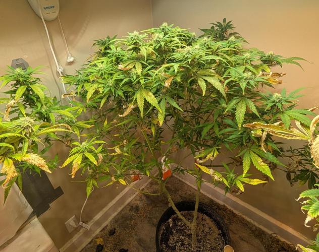 Sugar Black Rose. Week 15