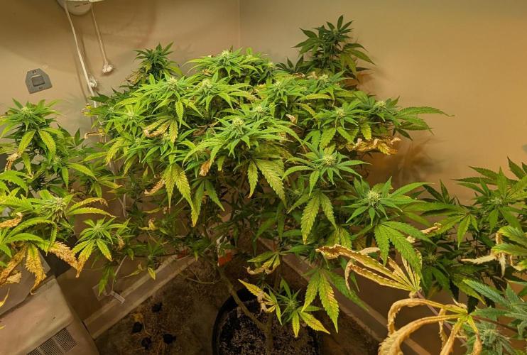 Sugar Black Rose. Week 15