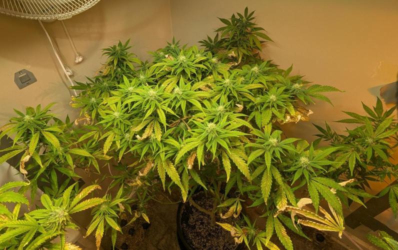 Sugar Black Rose. Week 15