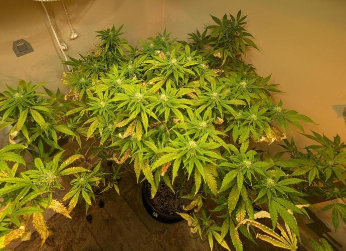 Sugar Black Rose. Week 15