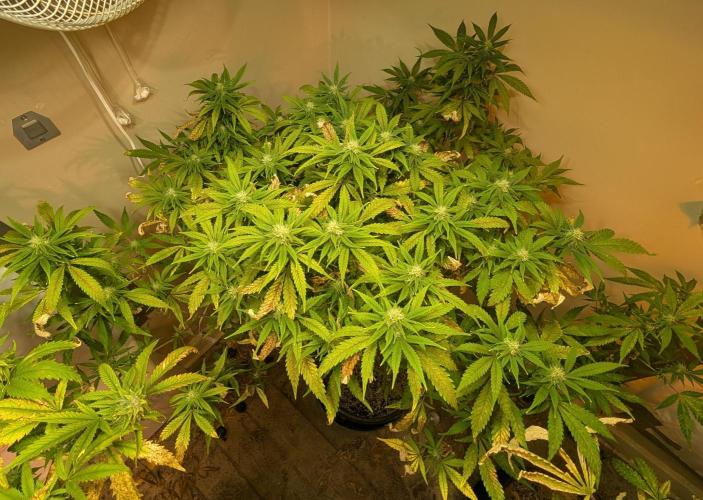 Sugar Black Rose. Week 15